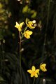 Phalaenopsis   063
